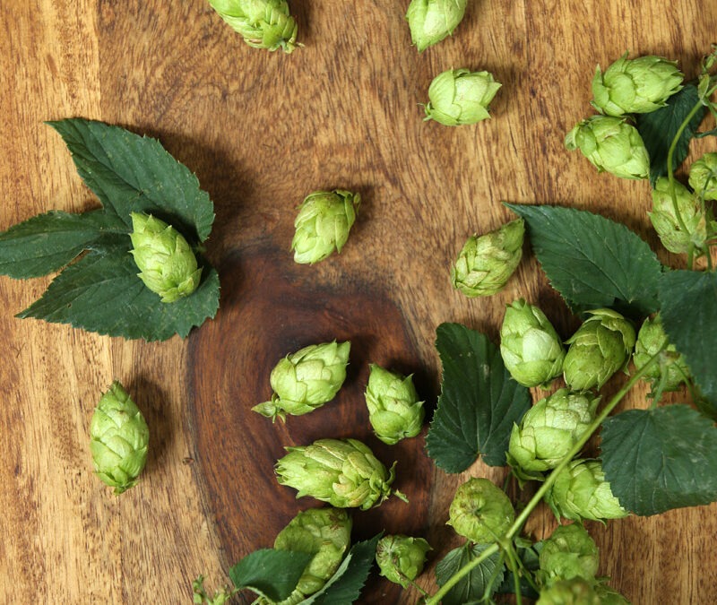 Die Seele des Bieres – der Hopfen